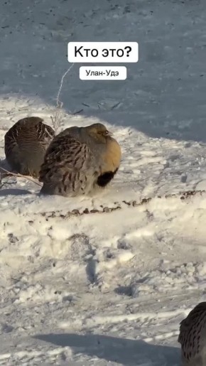 � ����-��� ����� � ����������� ����� ����� ��������