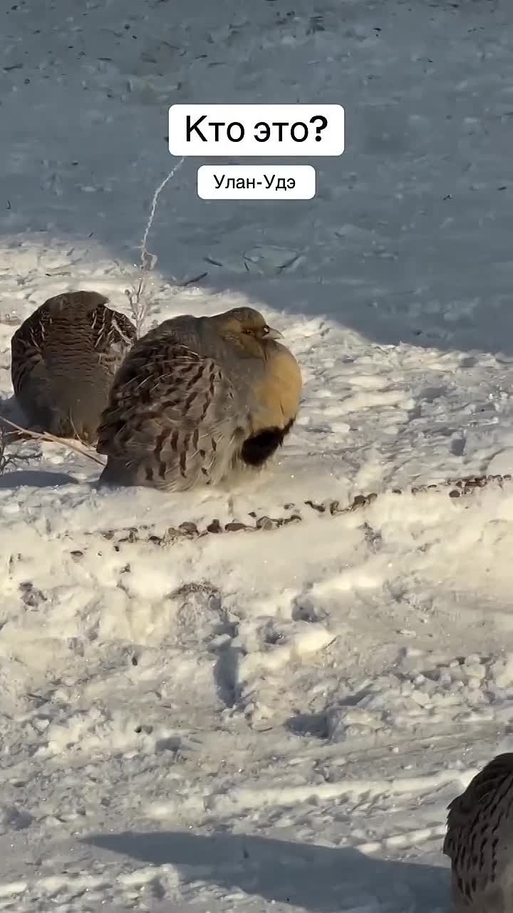 В Улан-Удэ видео с куропатками стало хитом соцсетей