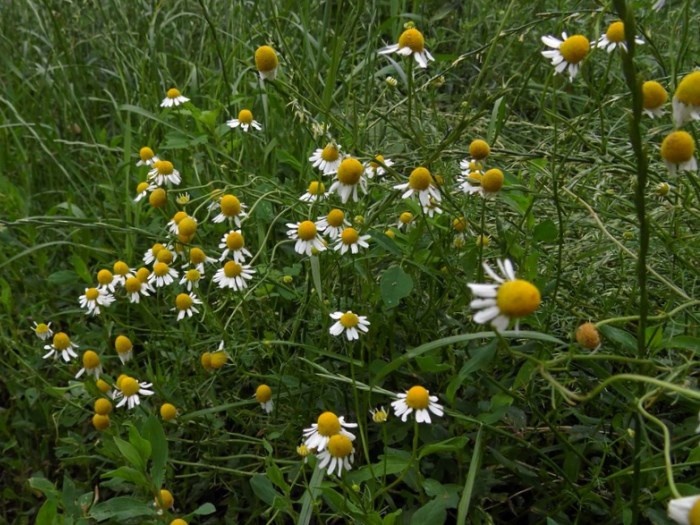 Ромашка аптечная: полезные свойства и особенности применения