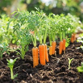 ��� �������� ������� �� ����������: ������, ������� ����� ����� ������� ��������