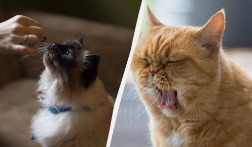 Удивительные факты о том, почему кошкам нельзя давать молоко и рыбу