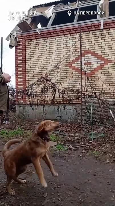 Верный хвостатый боец помогает землякам на передовой СВО