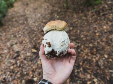 Как безопасно собрать грибы: рекомендации МЧС для грибников