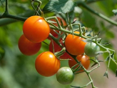 ��� ��������� �� ������ ������ �� �������� �������