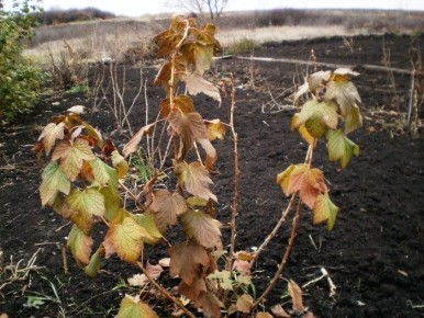 ������ �������� �������� ���������: ��� ����� �����, ����� �� �������� ������