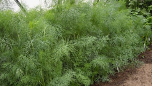 ��� ������� �����, ������� ����� �������� ��� ������� ��� ����