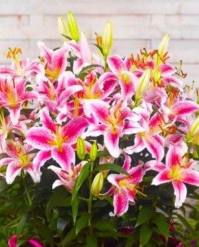 16 ����� ��������������� ������ ����� ��� �������� �������