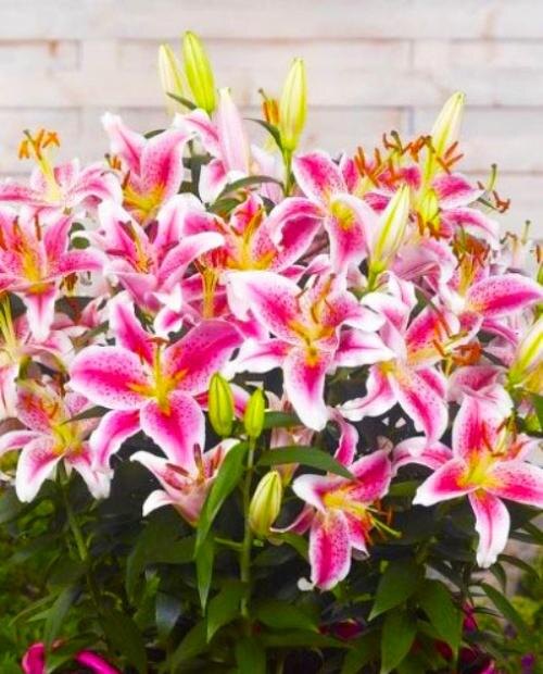 16 самых привлекательных сортов лилий для весенней посадки