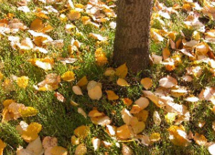 Зимнее укрытие растений: советы по выбору лучших материалов