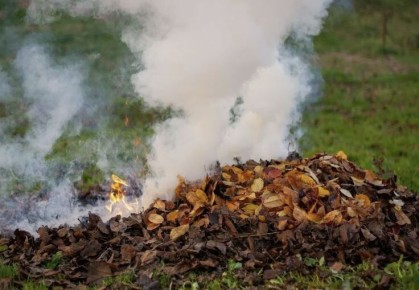 Зачем оставлять опавшую листву в саду: основные преимущества