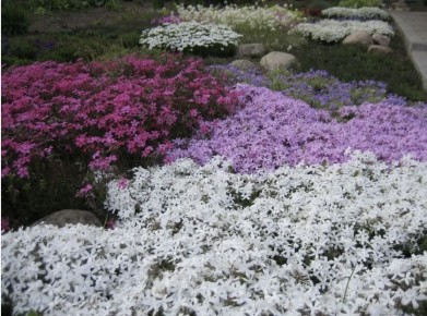 ��� �������������� �������� ����� ����������� ��� ���