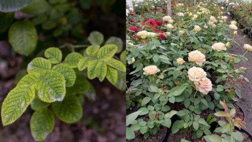 ��� ��������� ���� ����� ����� ����� �����: ������� � �������