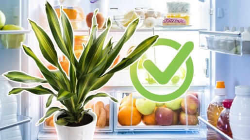 ������ ���� ������� ����� �� ����������: ������ �������� ��������� �� �������� ���