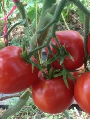 ����� ��������� ����: ��������� ������ � ������� ��������