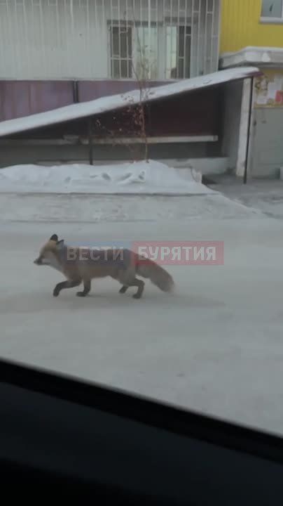 ���� �������� � ����-���. ������� ������� ������ 111-�� ��������