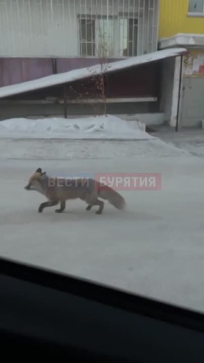 ���� �������� � ����-���. ������� ������� ������ 111-�� ��������