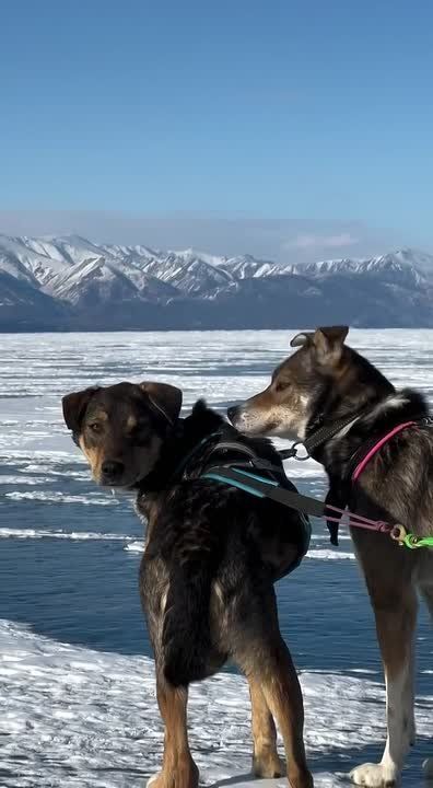 ���� � �������� ��������� ������ �� �������� ��������