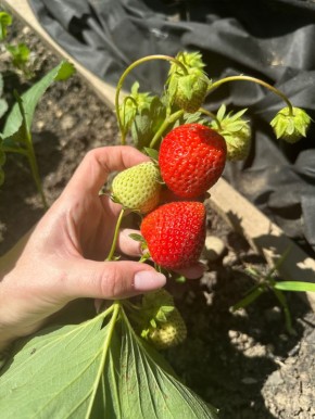 ������ ���� � ���������: ������, ������ � ������