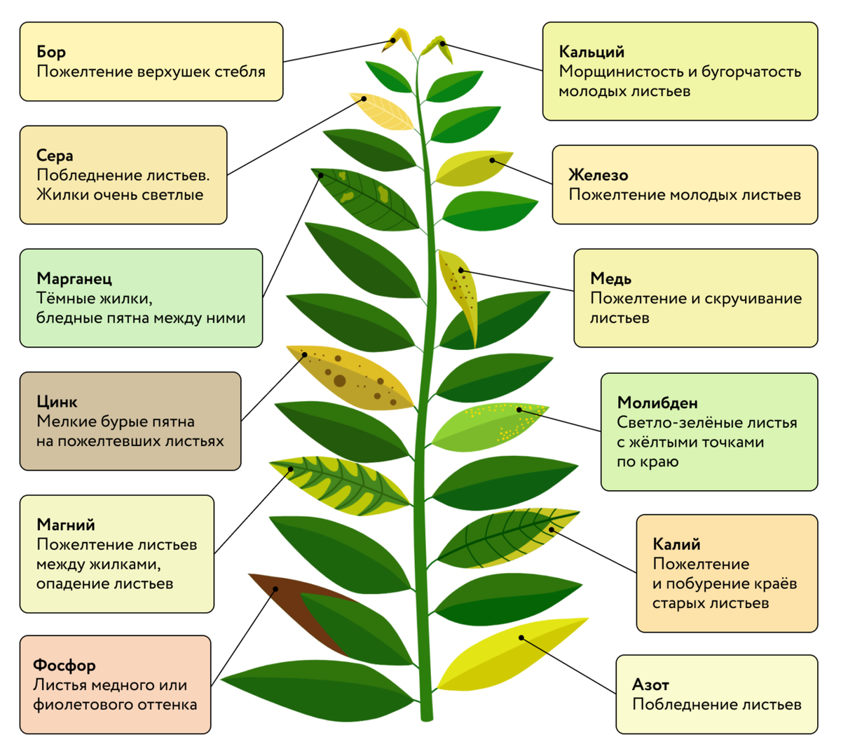 Как распознать и исправить нехватку микроэлементов у рассады