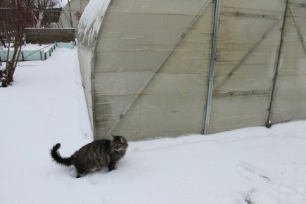 ���� �� �������: ��� �������� ����������� ������� ��������