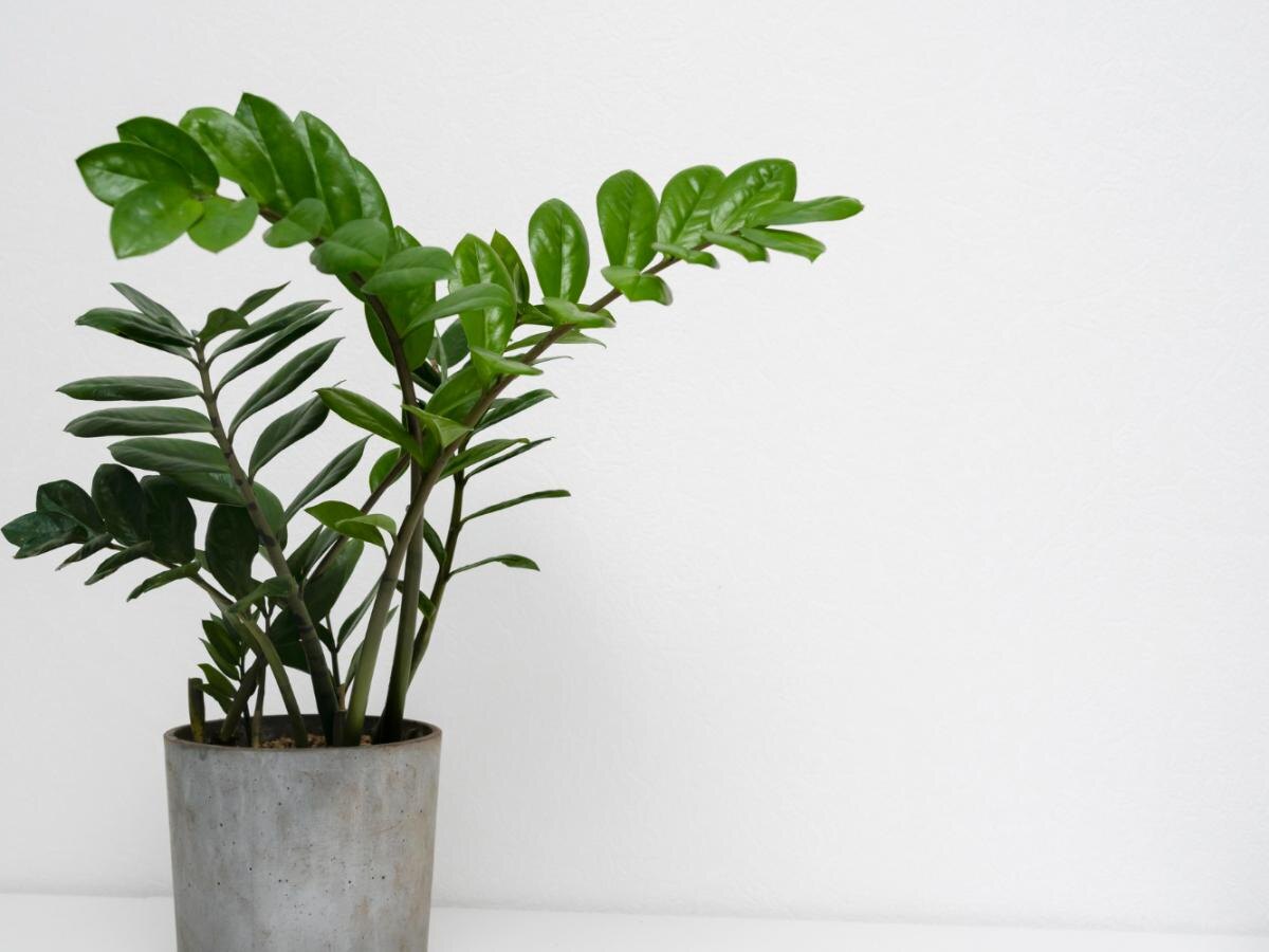 Создайте уют в доме с большими комнатными растениями