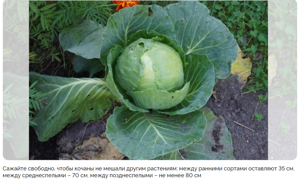 Грамотный уход за капустой: когда и как обрезать нижние листья