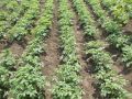 Как окучивать картошку для максимального урожая