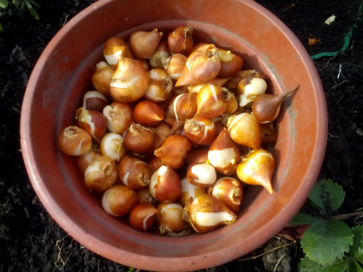 Заботы о саде: план работ на последнюю неделю октября