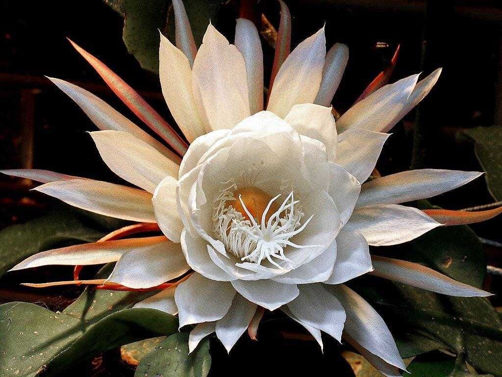 Самые дорогие комнатные растения: пара миллионов долларов – это лишь начало