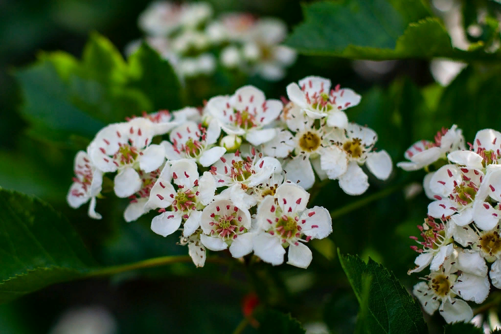 Танхулу: сладкое очарование китайских праздников