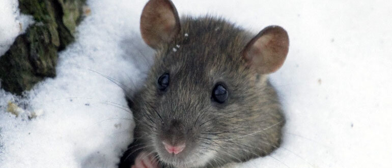 Как защитить сад от зайцев и грызунов