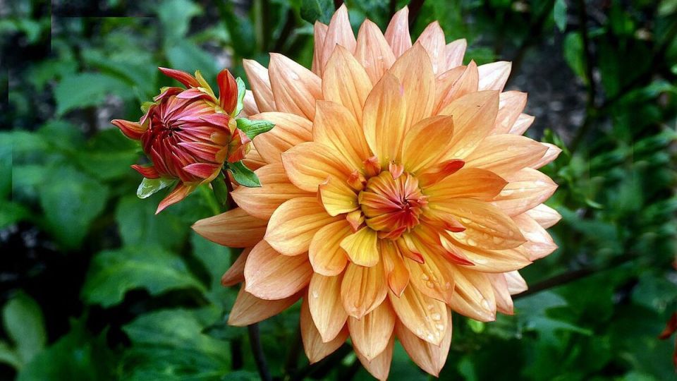 ��� �������� ����� � ������ ���������: ������ �� ����� �� �������� �������