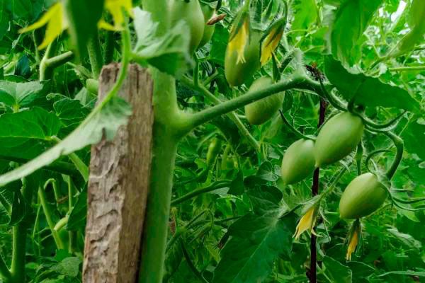 ������ ����� �������: ��������� ����� ��� ������� �����������