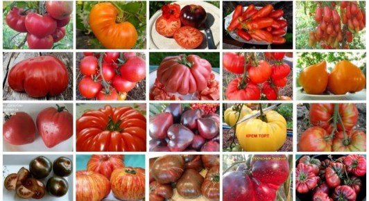 Крупноплодные томаты: классические сорта против экзотических новинок