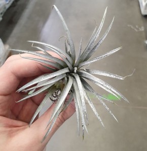 �������� ��������: ���� ��� ������� ��� ������?