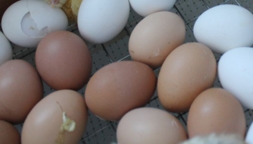 Тонкая скорлупа яиц: как простогонимоз влияет на здоровье птицы