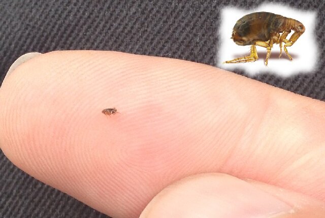 Блохи в доме: народные средства для их очищения