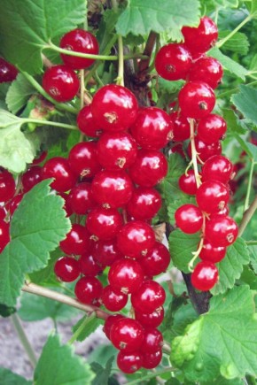 ��� ������������ ��� ����� �������: ������� ������