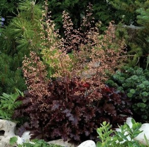 Тонкости посева семян гейхеры: полезные рекомендации для садоводов