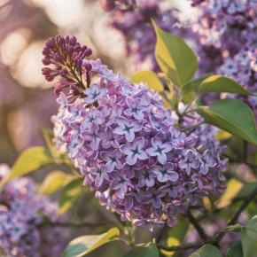 ������ � ����� ����: ������� ������� �������� ������