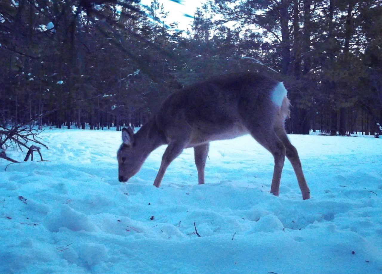 Обитателей тайги подкармливают в Бурятии