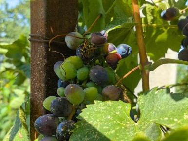 ��� ������ ������ ��������� �� ��: ����������� ������ � ���������� ������