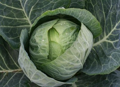 ���� �� ��������: ������ ������ �������� ������ ������