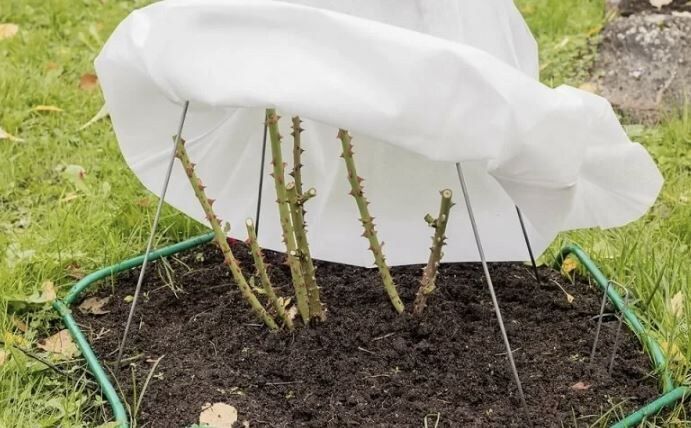 ��� ��������� �������� ���� �� ����: ������ � ������������