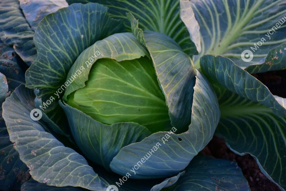 ������� �������, ������� �������� ������� � ����������������