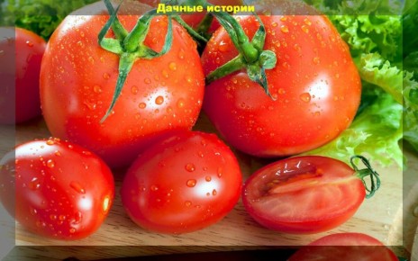 Помидоры под прицелом: правда или миф о вреде для здоровья?