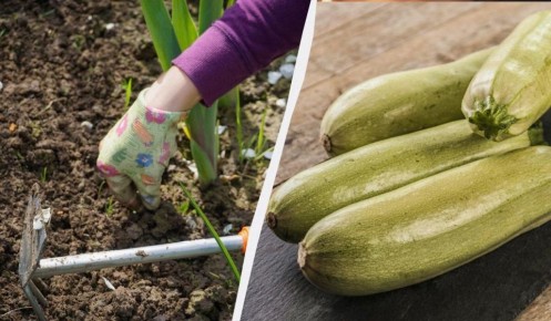 ��� ��������� ���������� ������� � ������� ����������