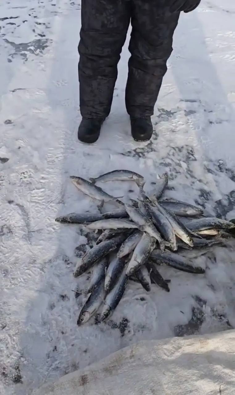 Транспортные полицейские задержали жителя г. Северобайкальска, который занимался незаконной добычей омуля на Байкале