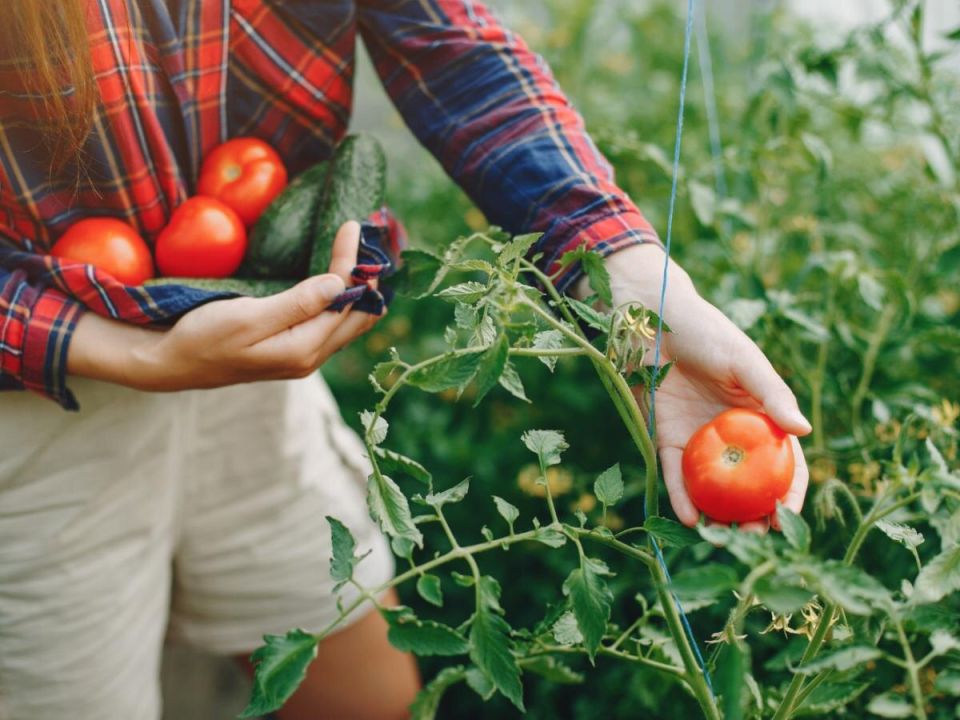 ������, ������� ��������: ������ ����� ��� ������ � ����������