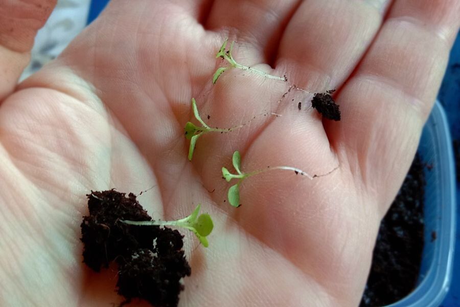 ��������� �������: �������� ������ ��� ��������� �����